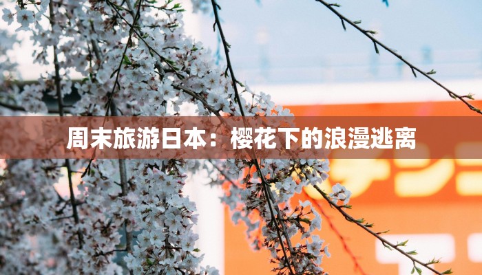 周末旅游日本:樱花下的浪漫逃离 周末旅游日本:樱花下的浪漫逃离