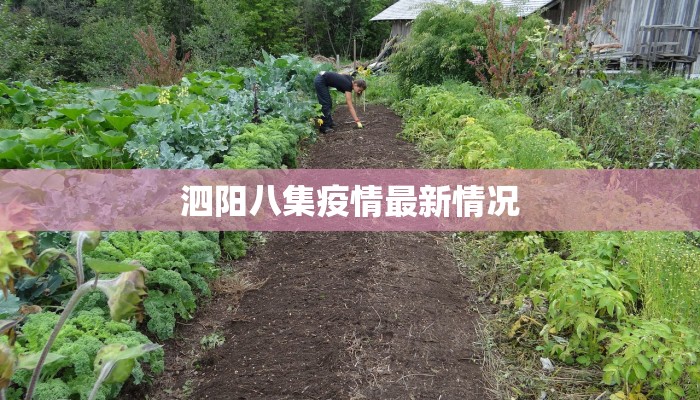 河南法院最新疫情应对：守护正义之盾，筑牢民生防线